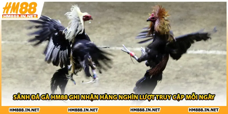Sảnh đá gà HM88 ghi nhận hàng nghìn lượt truy cập mỗi ngày 