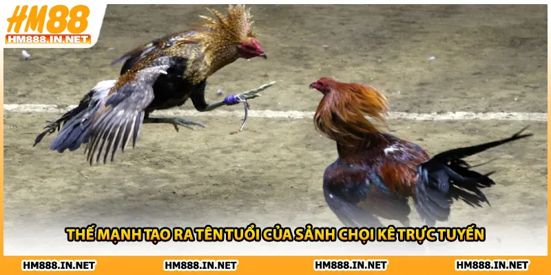 Thế mạnh tạo ra tên tuổi của sảnh chọi kê trực tuyến 